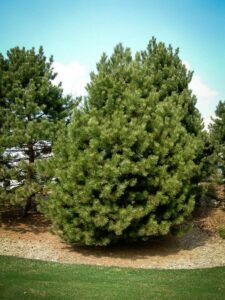 Сосна Чёрная (Pinus Nigra) купить по цене от 270.00р. в интернет-магазине «Посадика» с доставкой почтой в в Среднеколымске и по всей России – [изображение №1].