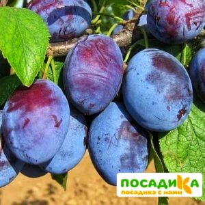 Слива Чачакская ранняя купить по цене от 229.00р. в интернет-магазине «Посадика» с доставкой почтой в в Среднеколымске и по всей России – [изображение №1].