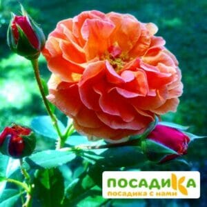 Роза Арабия купить по цене от 350.00р. в интернет-магазине «Посадика» с доставкой почтой в в Среднеколымске и по всей России – [изображение №1].