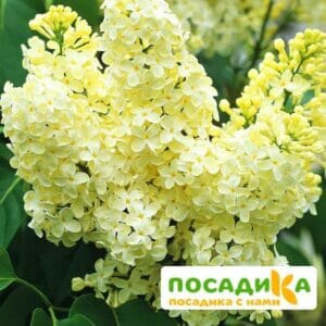 Сирень Примроуз (Primrose) купить по цене от 529.00р. в интернет-магазине «Посадика» с доставкой почтой в в Среднеколымске и по всей России – [изображение №1].