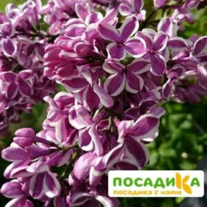 Сирень Сенсация купить по цене от 529.00р. в интернет-магазине «Посадика» с доставкой почтой в в Среднеколымске и по всей России – [изображение №1].