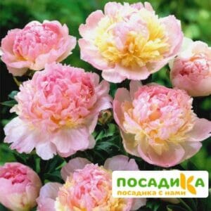 Пион Распберри Сандей (Paeonia Raspberry Sundae) купить по цене от 959р. в интернет-магазине «Посадика» с доставкой почтой в в Среднеколымске и по всей России – [изображение №1].