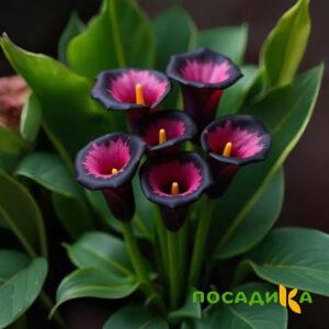 Калла Аура Лейс купить по цене от 400р. в интернет-магазине «Посадика» с доставкой почтой в в Среднеколымске и по всей России – [изображение №1].