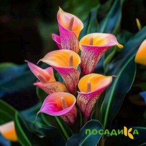 Калла Оникс купить по цене от 450р. в интернет-магазине «Посадика» с доставкой почтой в в Среднеколымске и по всей России – [изображение №1].