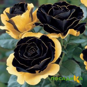 Роза Ханни Сикл купить по цене от 700р. в интернет-магазине «Посадика» с доставкой почтой в в Среднеколымске и по всей России – [изображение №1].