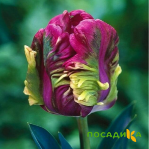 Тюльпан Экзотик Хэвен купить по цене от 186р. в интернет-магазине «Посадика» с доставкой почтой в в Среднеколымске и по всей России – [изображение №1].