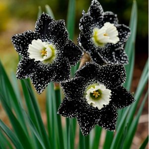 Нарцисс Кассата купить по цене от 372р. в интернет-магазине «Посадика» с доставкой почтой в в Среднеколымске и по всей России – [изображение №1].