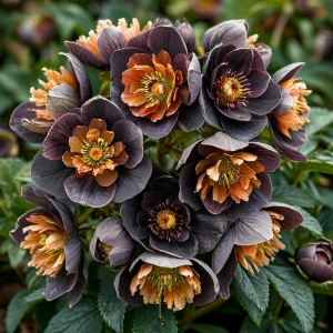 Морозник Блум Айс купить по цене от 499р. в интернет-магазине «Посадика» с доставкой почтой в в Среднеколымске и по всей России – [изображение №1].