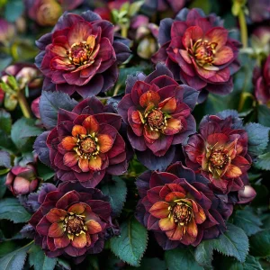 Морозник Сноу Дроп купить по цене от 348р. в интернет-магазине «Посадика» с доставкой почтой в в Среднеколымске и по всей России – [изображение №1].