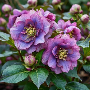 Морозник Айс Принцесс Чарм купить по цене от 650р. в интернет-магазине «Посадика» с доставкой почтой в в Среднеколымске и по всей России – [изображение №1].